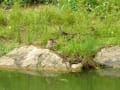 池の鳥達や小動物と花々