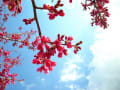 牛久市　つくば市　ブログで桜お花見