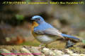 [26]Tickell's Blue-Flycatcher31Dec2011-09p-s.jpg