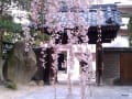 普門寺の枝垂桜