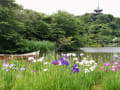 三渓園の花菖蒲、紫陽花