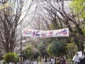 神奈川県立三ッ池公園の桜(2013)