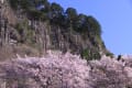 2012年4月28日　奈良県宇陀市曽爾村　屏風岩公苑の山桜