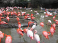 神戸王子動物園