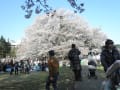 翌年の桜の満開状況です。その他モミジバスズカケとトチノ木　クヌギ　しまさるすべりの状況です。