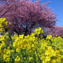 ２０１６年　河津桜