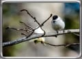 [17]17.春の花と野生動物