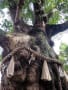 埼玉県川口市桜町　地蔵院、樹齢５００年のタブノキの巨樹　10
