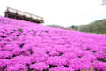 平田の芝桜