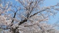 桜満開の舞鶴公園