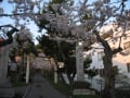 早咲きの函館公園桜