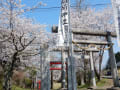 車坂稲荷神社の桜2017