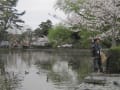 鎌倉八幡宮にお花見