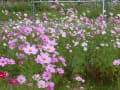 [22]木曽三川公園センター秋の花物語