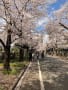 谷中霊園の桜