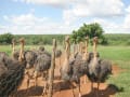 ブラジルの農場で Ostrich(駝鳥）を飼っていました！