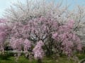 大仙公園の桜（２０１３年４月１日）