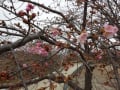 南町公園・・・桜眺めて～河原、散策～公園、散歩。