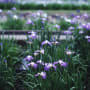 春日池公園　菖蒲園