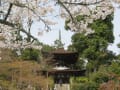 京都桜散歩：石山寺！