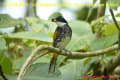 [24]Scaly-breasted Bulbul17Apr2014-01a-s.jpg