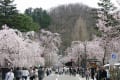 みちのく桜の旅