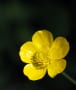 Flowers at Kazbegi