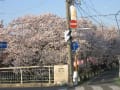 東川沿いの朝桜