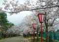 日岡山公園の桜