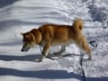 柴犬コテツ、赤城山で雪と遊ぶ