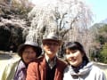 千葉でも永福寺のしだれ桜が咲きました