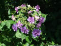 裏庭の紫陽花と南天