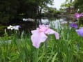 曽根城公園の花菖蒲園