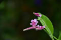 我が家の庭の花たち