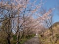 早咲き桜が満開