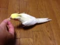 オカメインコ　さくら ２