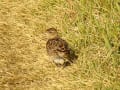 淀川の野鳥