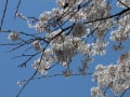 春爛漫～砂川掘りのしだれ桜～