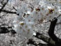 [32]20120409国立の桜 135.jpg