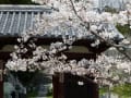 お寺の山門の桜です