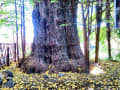 東京都北区王子神社2　イチョウの巨樹　23