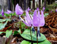 永遠の森・山野草２０１７年４月２０日