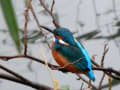 服部緑地公園の野鳥