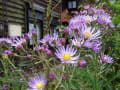 転法輪寺のシオンとシュウメイ菊