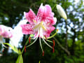 植物園の花たち　7月と8月