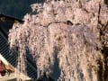 身延山の桜