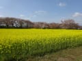 菜の花、藤原京