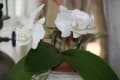 胡蝶蘭　今年も咲きました！