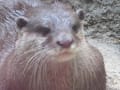 2013.4.10福岡動物園　かわうそちゃん