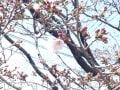 八本松ヘア＆エステちかのぶの桜